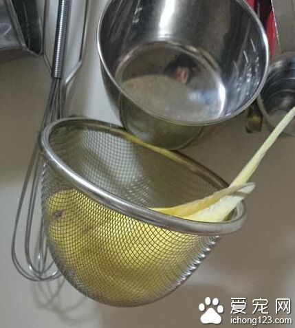 我家鹦鹉好像找到了一个睡起来貌似很舒服的地方。