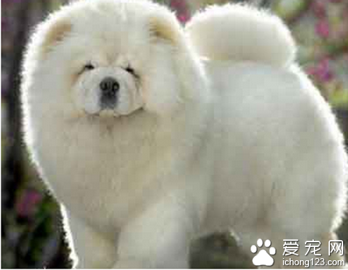 松狮犬怎么养  不同的年龄饲养的方法也不同