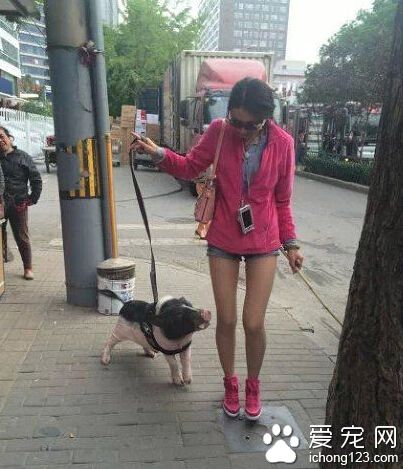 妹子，你的宠物有点萌啊！