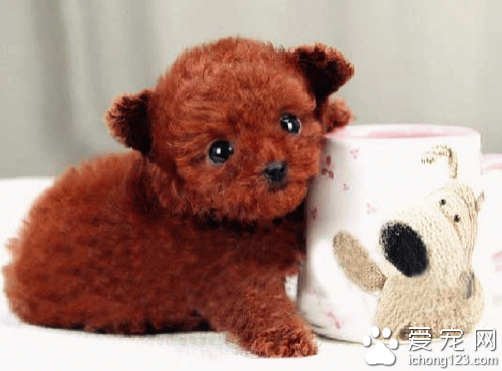 茶杯泰迪犬价格 带你正确选购茶杯泰迪犬