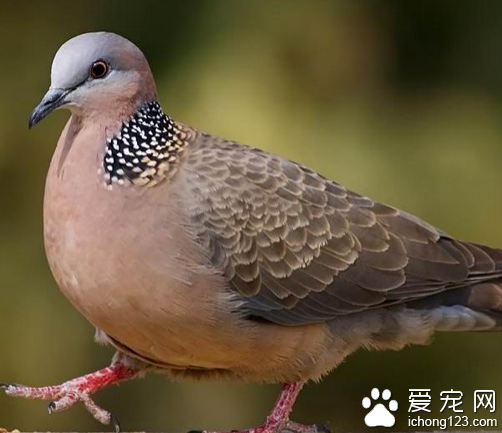 布谷鸟的叫声 布谷鸟叫是有条件的