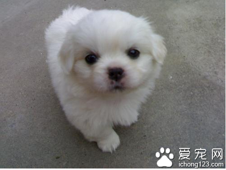 京巴狗价格 教你如何选购京巴狗