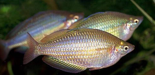 马达加斯加彩虹