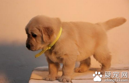 金毛狗多少钱 金毛犬根据地区品种而定的