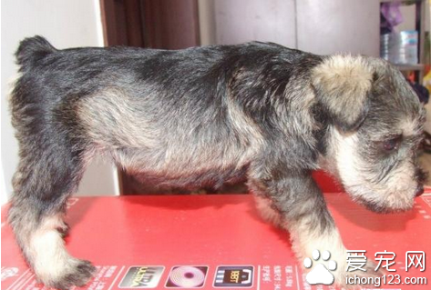 迷你雪纳瑞价格 教你选购迷你雪纳瑞