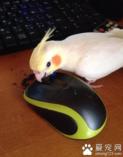 只要长的萌，做什么都能被原谅