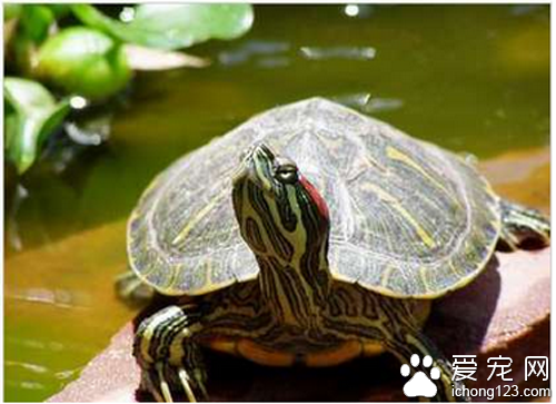 巴西龟多少钱 教你选购巴西龟