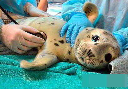 再看我就把你吃掉！