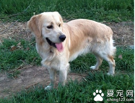 金毛犬吃什么 教你如何喂养金毛