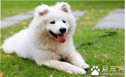 萨摩耶的价格 区域不同萨摩耶价格相差很大