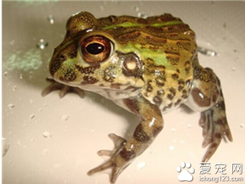 角蛙多少钱 教你如何选购角蛙
