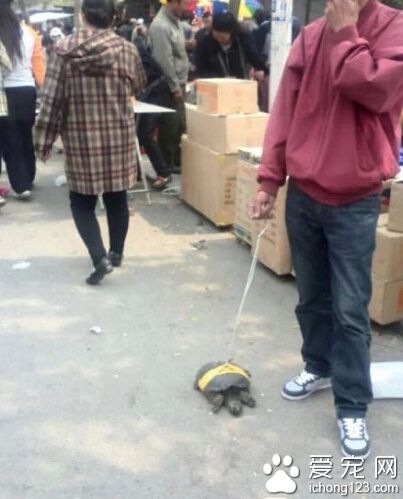 大哥，这个宠物霸气啊！遛它费事不？