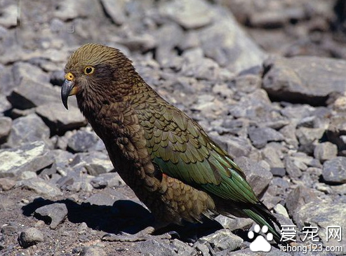 啄羊鹦鹉多少钱 教你选购啄羊鹦鹉