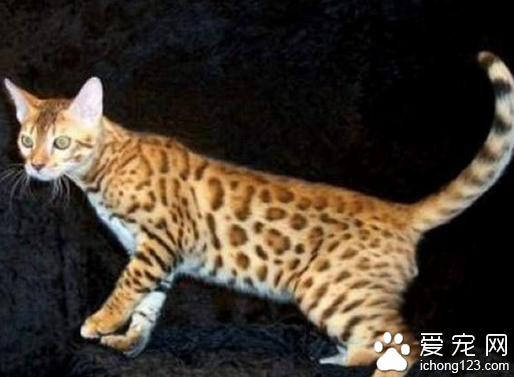 加州闪亮猫价格 教你如何选购加州闪亮猫