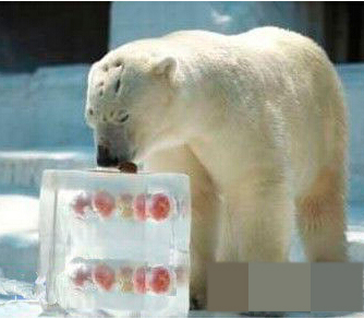 人类实在是太坏了。