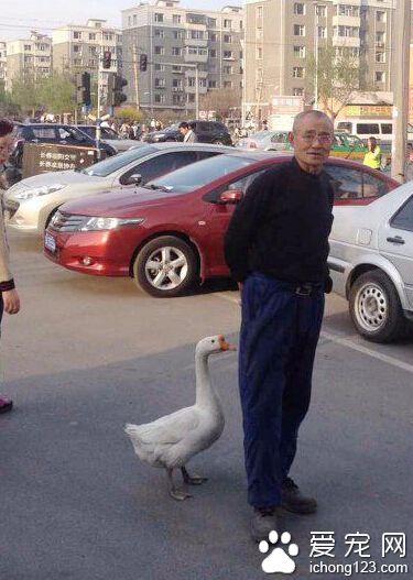 大爷走到哪，这家伙跟到哪，对大爷寸步不离。