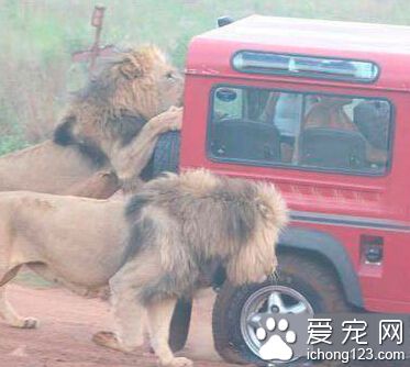 快点，快点，饭盒送来了。