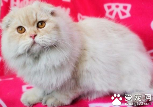 高地折耳猫价格 不同血统价格相差很大