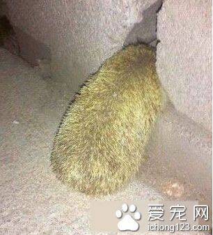 一只以为自己是鸵鸟的刺猬，当它遇到危险后。