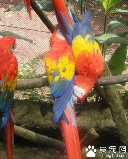 好漂亮的小鸟，等等。。。