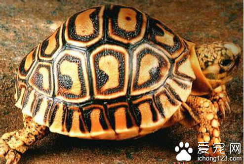 豹龟好养吗 很适合些新手去饲养