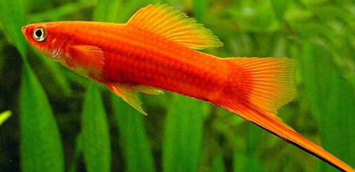 红剑鱼