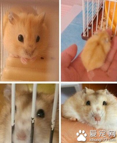 本来指望你长得美美的萌萌的，为什么你却一步步变成了这样。