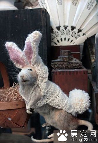 早就跟你说了啊，我是一只小兔子～