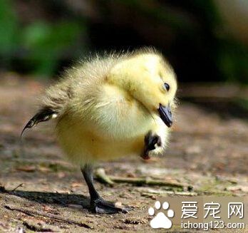 咦？我是不是掉什么东西了？