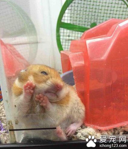 你不要这样的看着我，我的脸会变成红苹果