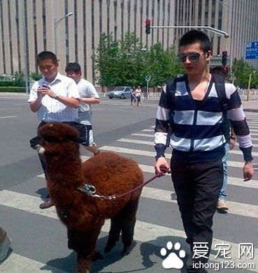 想要回头率，宠物是关键！