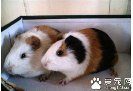 荷兰猪价格 教你正确选购荷兰猪