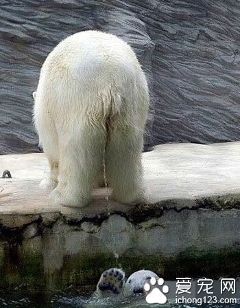 北极熊界的腹黑熊。