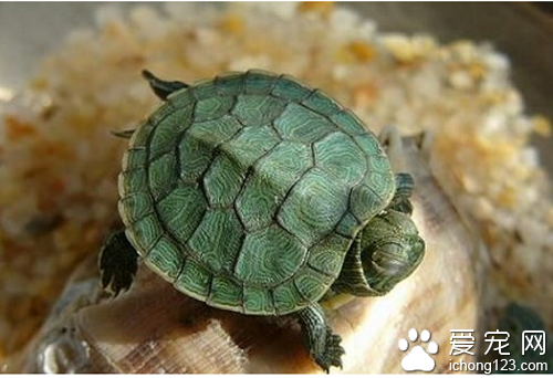 巴西龟价格 教你选购巴西龟