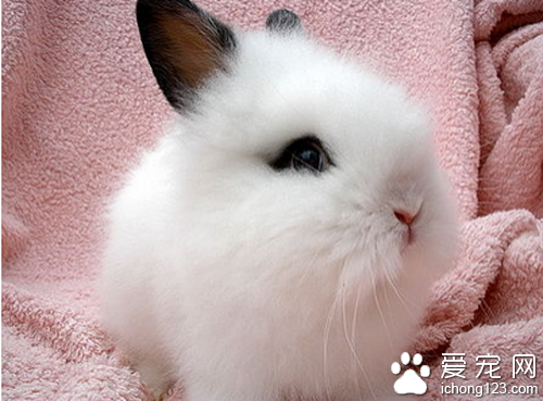 垂耳兔好养吗 不适合平时比较忙的家庭