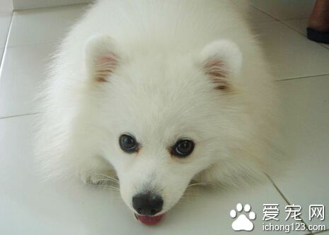 狗瘟试纸 首先需要采集以及保管被捡物