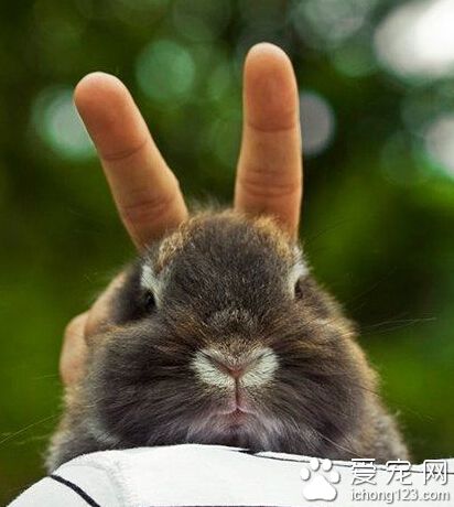 伦家真的是只兔几。