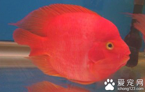 观赏鱼价格  种类不同观赏鱼价值差很多