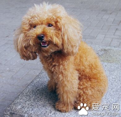 贵宾狗造型 头部的毛发可以留成自然状