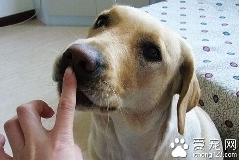 狗瘟的症状 表现倦怠厌食以及体温升高