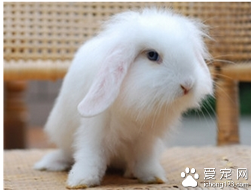  垂耳兔的价格 带你了解垂耳兔的价格
