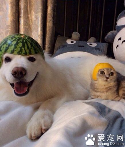 炎炎夏日，必须给家里的宠物做顶遮阳帽了