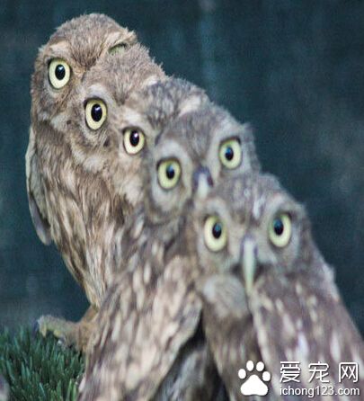 据说春晚导演组就是因为这张图才选中俺们的，导演直夸我们骨骼惊奇、悟性极高。俺们也是这么认为的，看完俺们的千眼观音表演，你再去看千手观音的时候，就会认为那个难度对于俺们来讲�