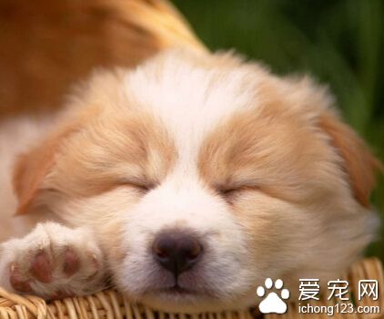 狗的特点 狗的消化道比食草动物要短