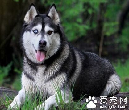 雪橇狗价格 地区价格就是1200—2500不等