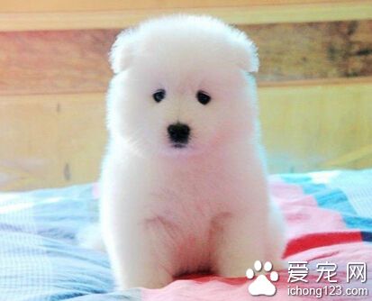 萨摩耶多少钱 赛级萨摩要4000-10000元