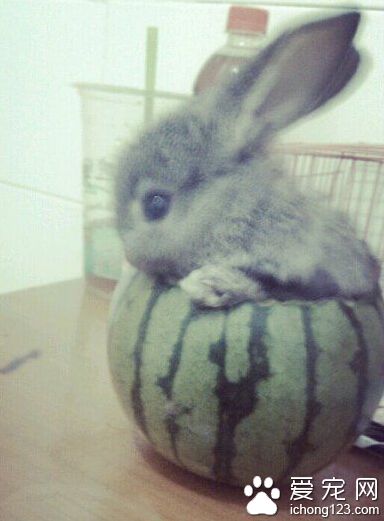 西瓜这样吃才舒服。。。