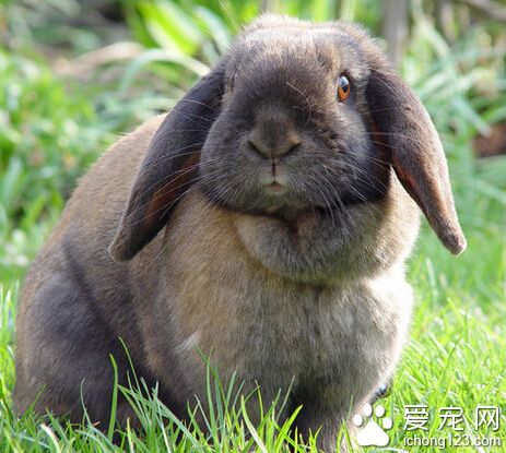 法国垂耳兔多少钱 学习如何喂养才重要