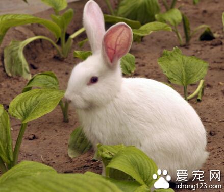 冬天兔子掉毛怎么办 因为营养不良造成