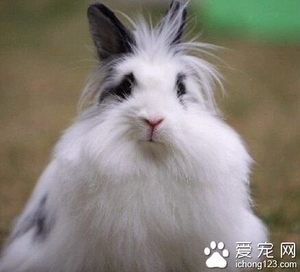 狮子兔多少钱 网上都有大概的价位可以参考